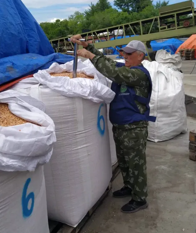 В Монголию впервые отправили кукурузу, выращенную в Амурской области