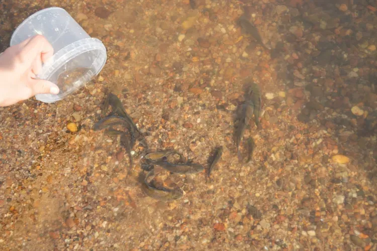 В реку Зея выпустили рыб, которые чистят водоемы