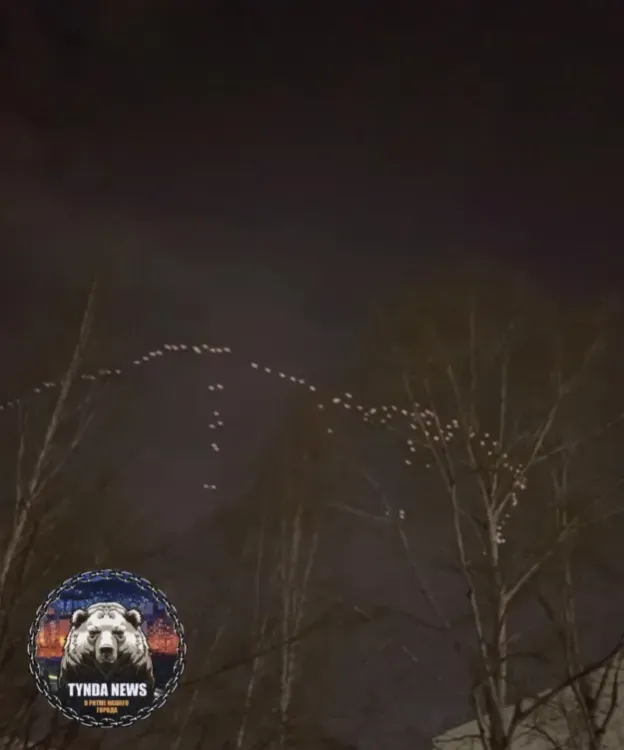 Соцсети: стая перелетных птиц пересекала ночью небо над Тындой