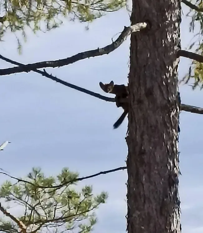 Юный соболь удивил охотоведа в Амурской области
