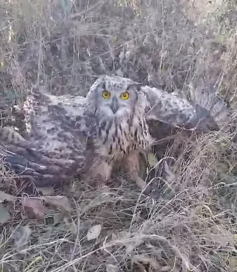 Филин принял за врага обеспокоенную амурчанку