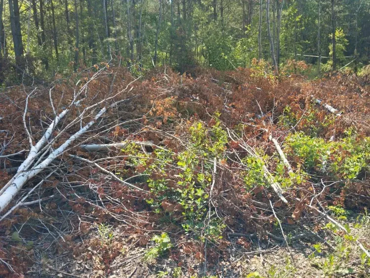 Деревья варварски уничтожили в Благовещенском округе