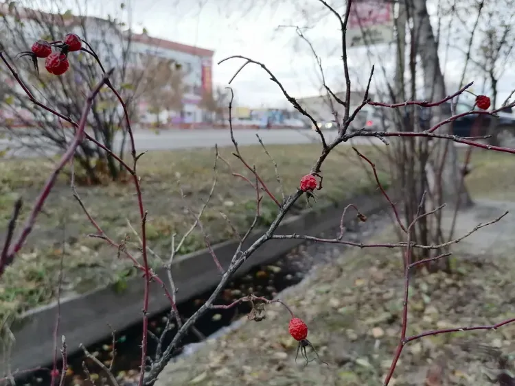 Снег пройдет по северу Амурской области 28 октября