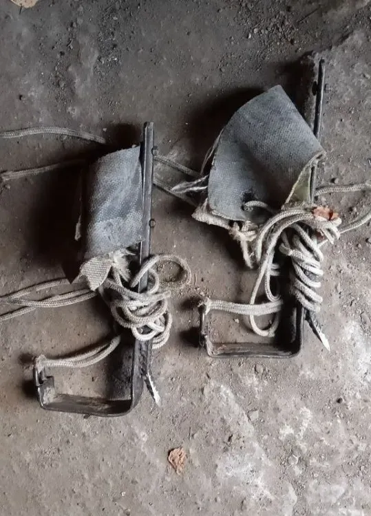 Шишки незаконно заготавливали в Амурской области