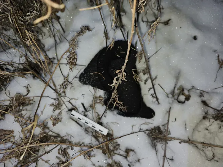 Потерянная шапка выдала полиции неудачливого амурчанина