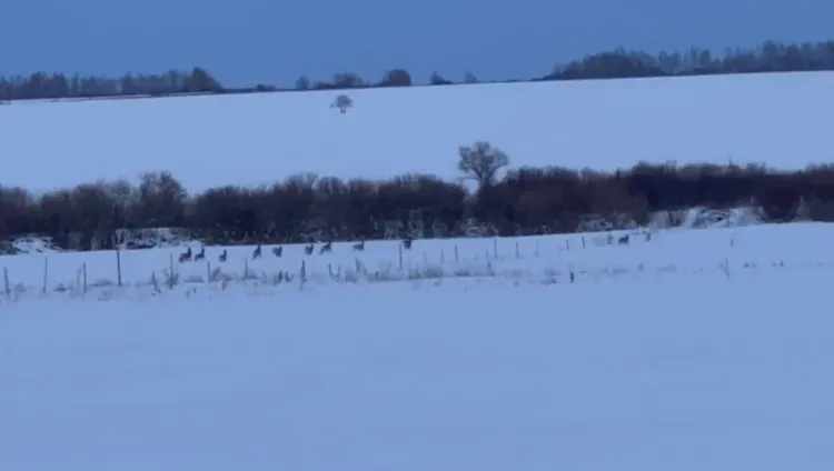 Косуль, изменивших миграцию, охраняют в Приамурье
