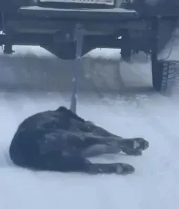 Уголовное дело из-за громкого случая с собакой прекратили в Приамурье