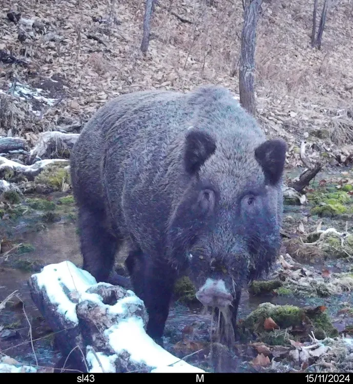 Орел покричал на камеру в заповеднике Амурской области