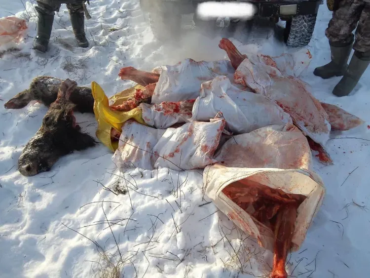 Машину с кровавыми следами остановили охотинспекторы в Амурской области