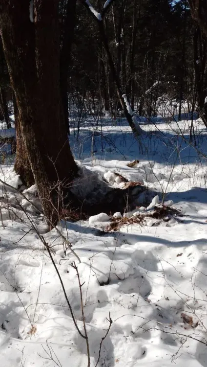Медведи раньше срока проснулись в Амурской области 