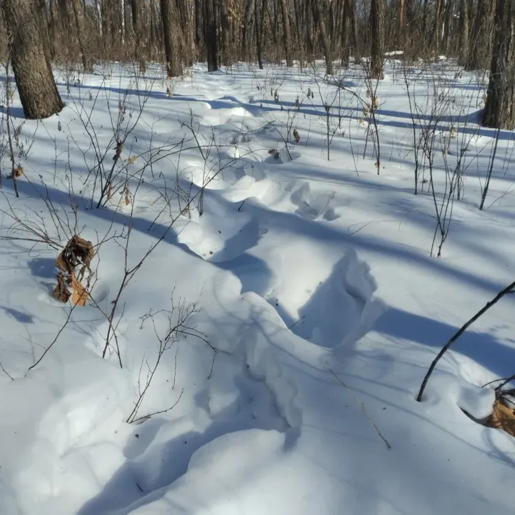 Медведи раньше срока проснулись в Амурской области 