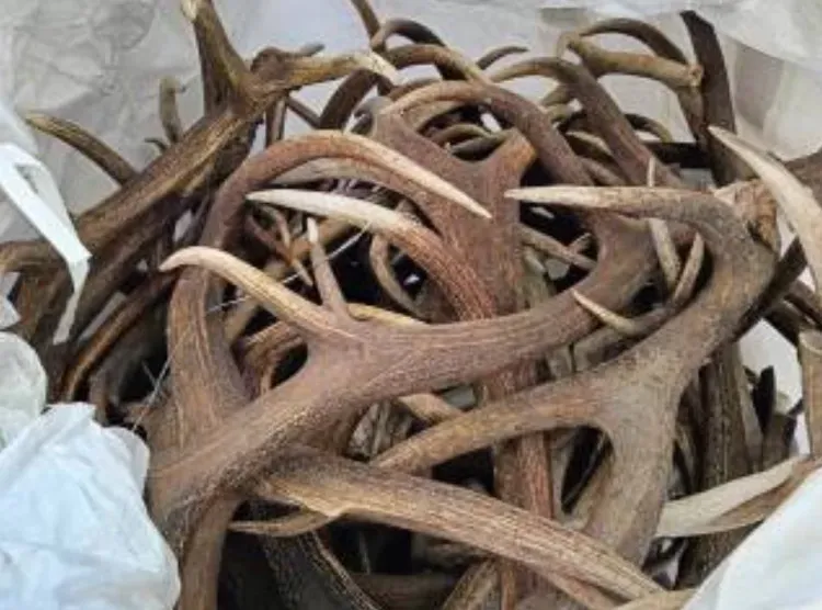 В Китай отправили сотни килограммов рогов лося и оленя