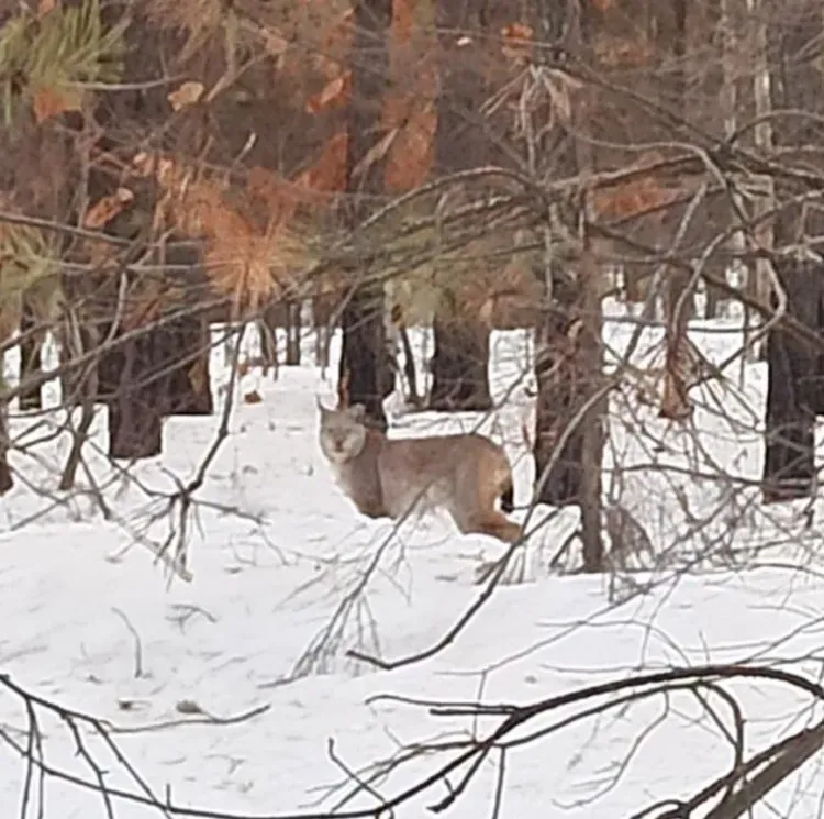 Рысь попозировала охотоведу в Свободненском районе