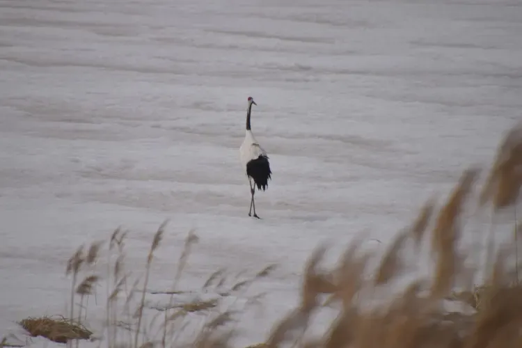 Возвращение Эргель: самку японского журавля заметили в Хинганском заповеднике