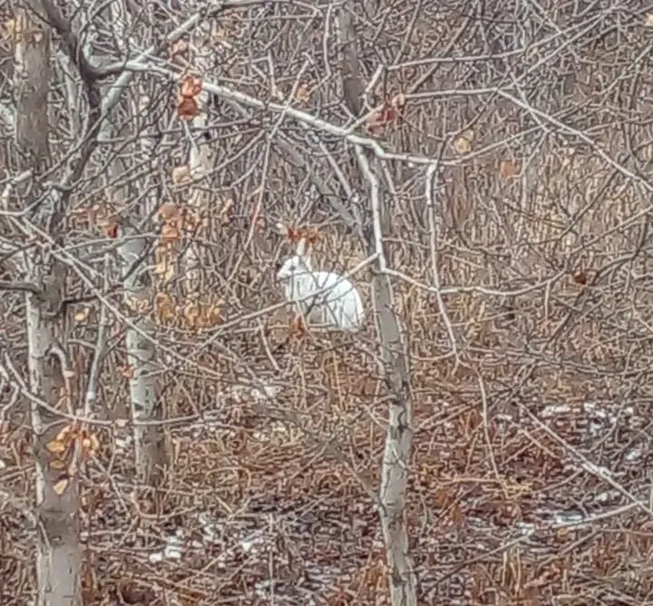 Заяц в зимней шубе заглянул к жителю Белогорского округа