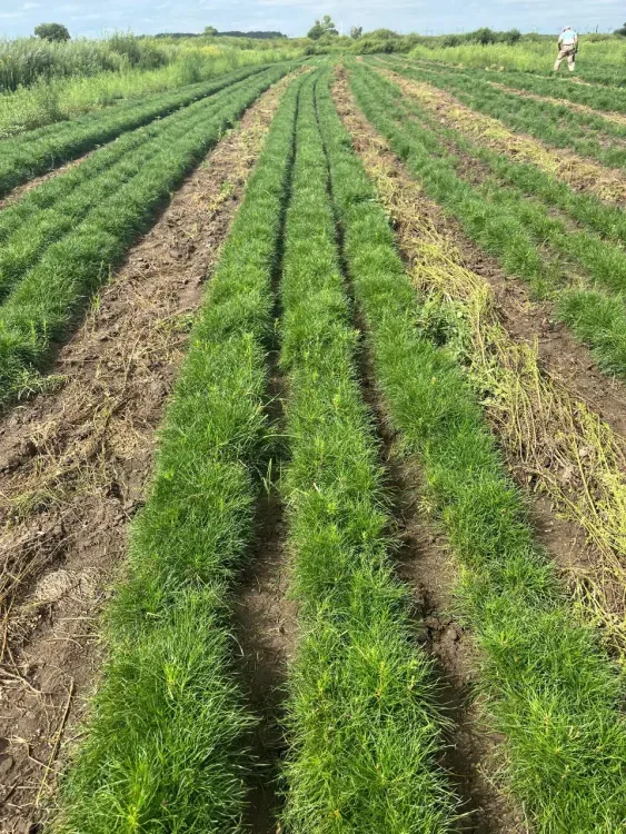 Зеленый десант: в Приамурье возрождают леса