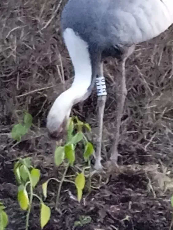 Птица из заповедника зачастила на огород жителя Прогресса