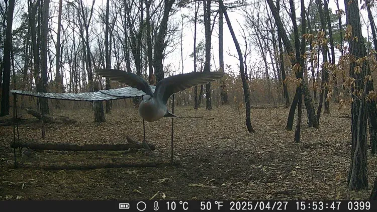Горлица в полете: редкий кадр сняли в Благовещенском округе