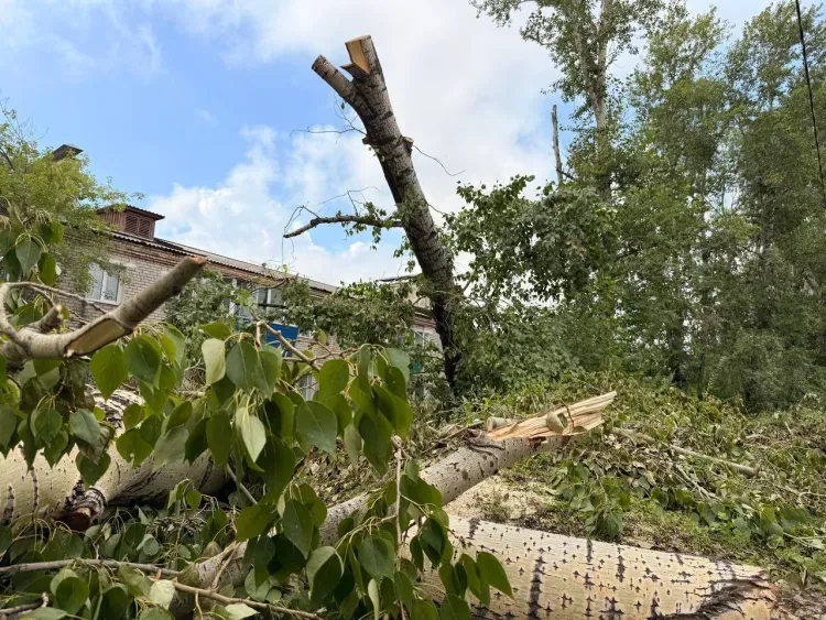Ураган в Белогорске вырывал деревья с корнем: с улиц вывезли 574 кубометра бурелома