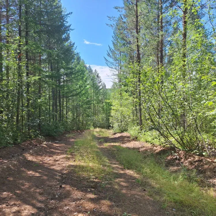 Сидящего в засаде браконьера поймали в Приамурье