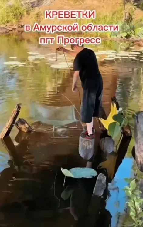 В это не верят: амурчанка показала ловлю креветок в родном поселке