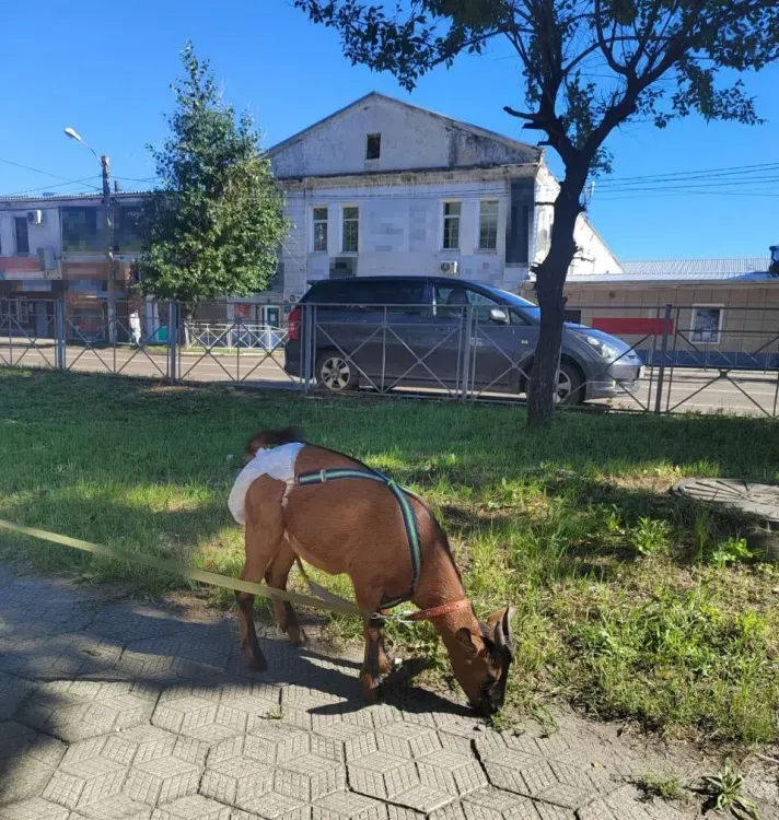 Козу в памперсе выгуливали в Белогорске
