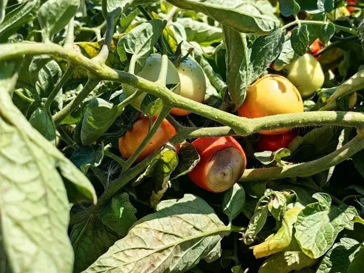 Выжженная пустыня: в ДНР столкнулись с низким урожаем из-за засухи