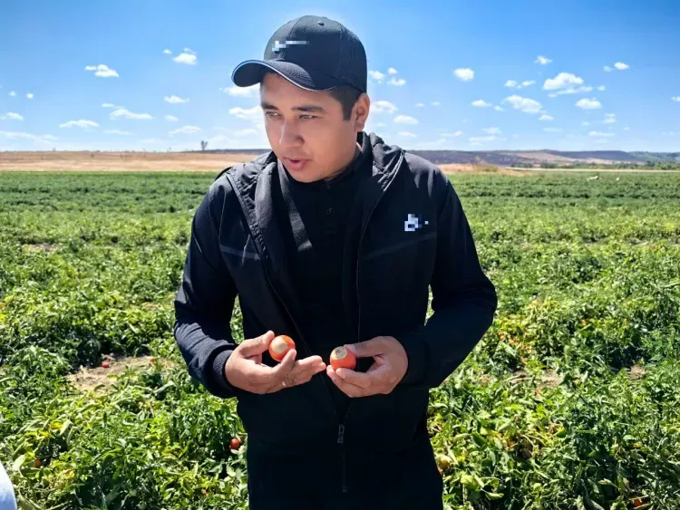 Выжженная пустыня: в ДНР столкнулись с низким урожаем из-за засухи