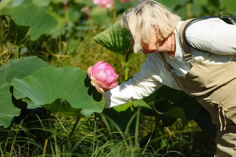 Праздник лотосов собрал в Липовке гостей со всей области
