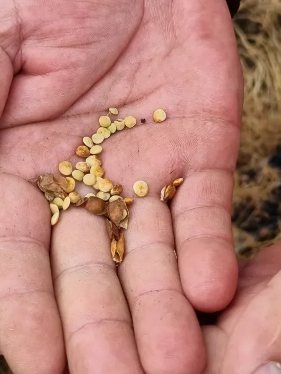 Эксперимент по выращиванию чечевицы организовали в Приамурье