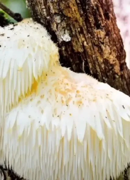 В тюрьму можно попасть за фото и видео с краснокнижными грибами