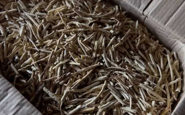 Тонны целебных трав из Приамурья в Китай отправили в этом году