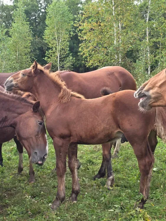 Амурский фермер увеличил поголовье лошадей в 10 раз благодаря гранту