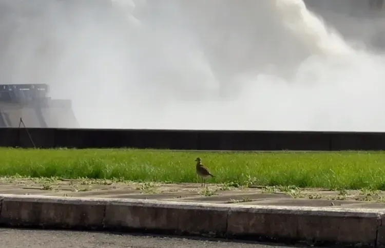 Редкую золотистую ржанку заметили на Бурейской ГЭС