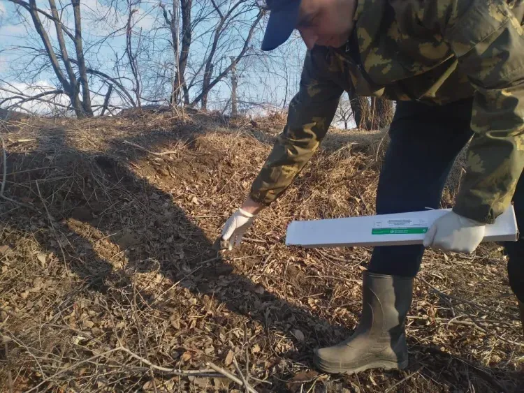 Вакцину от бешенства раскладывают в лесах Амурской области