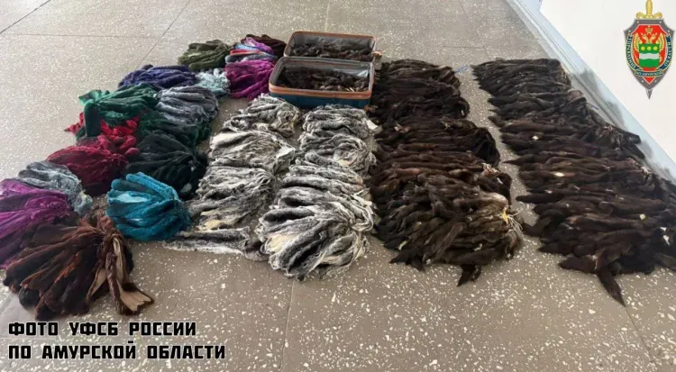 Выделанные шкурки соболя и шиншиллы хотели перевезти иностранки в Китай