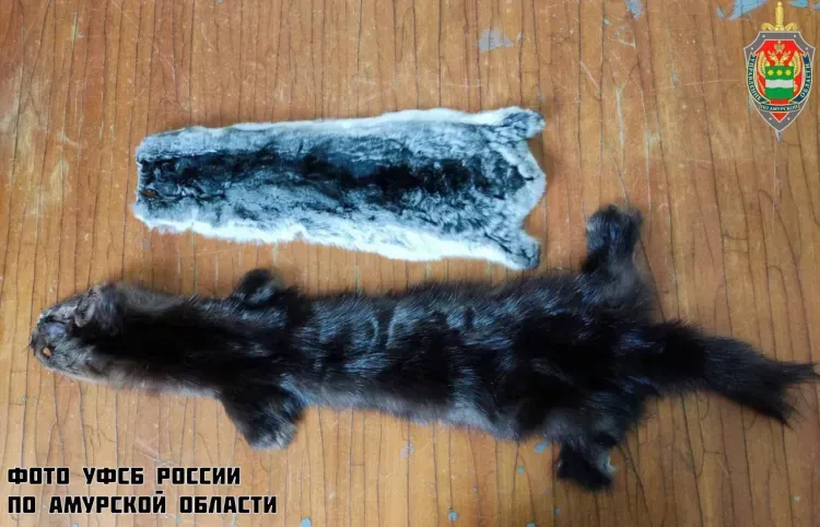 Выделанные шкурки соболя и шиншиллы хотели перевезти иностранки в Китай