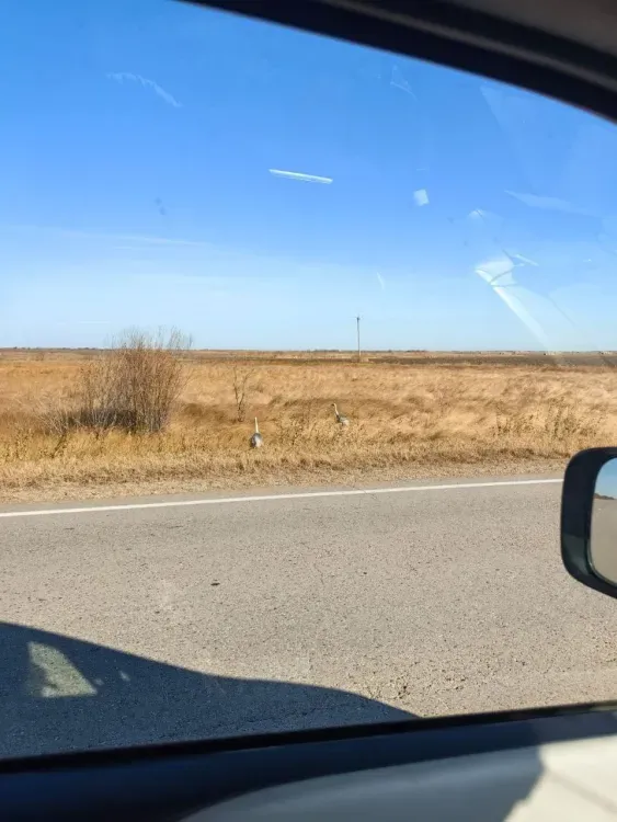 Журавлей заметили в полях Октябрьского района