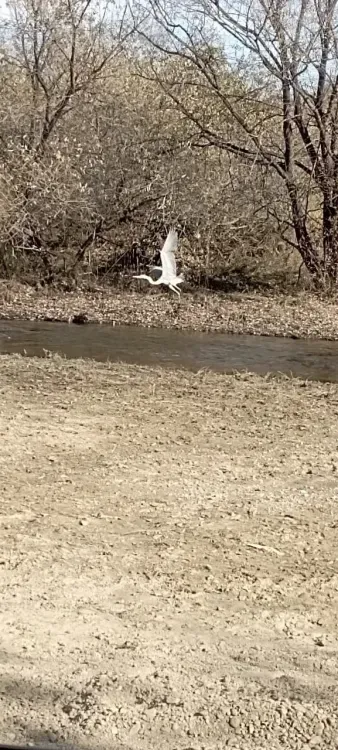 Миграция цапель: птицы улетают поодиночке