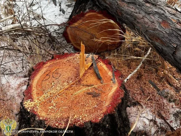 Деревья рядом с Домом культуры срубил на дрова житель Приамурья