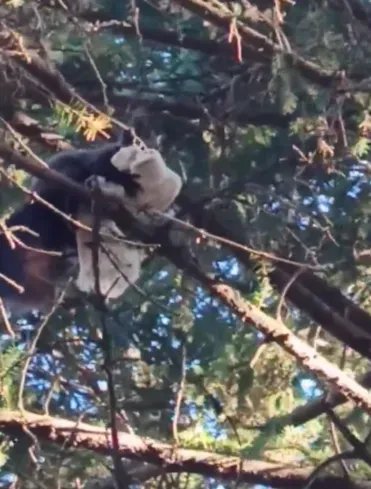 Хозяйственная белка с утеплителем для гнезда попала в кадр в Приамурье