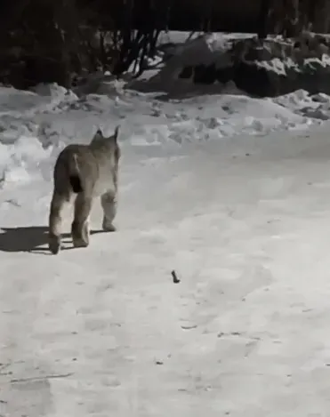 После "Кис-кис" свернула за угол: рысь встретили в Благовещенске