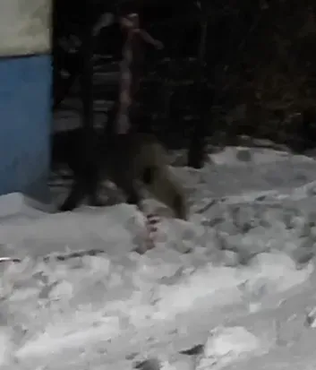 После "Кис-кис" свернула за угол: рысь встретили в Благовещенске