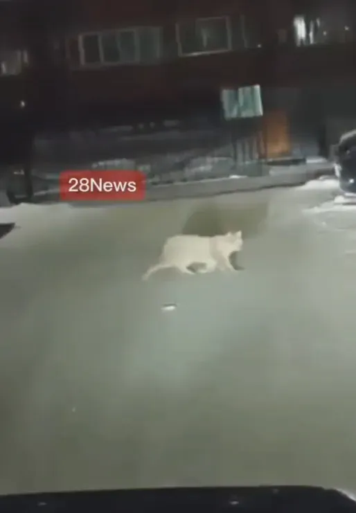 Рысь снова сняли на камеру в Благовещенске