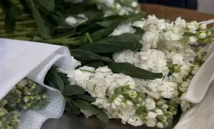 Более 4 млн китайских цветов поступило в Приамурье с начала года