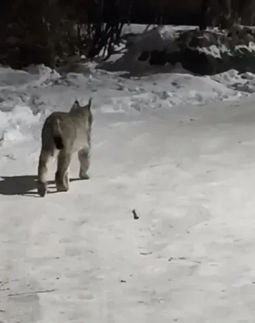 Рысь, гуляющую по улицам Благовещенска, поймали