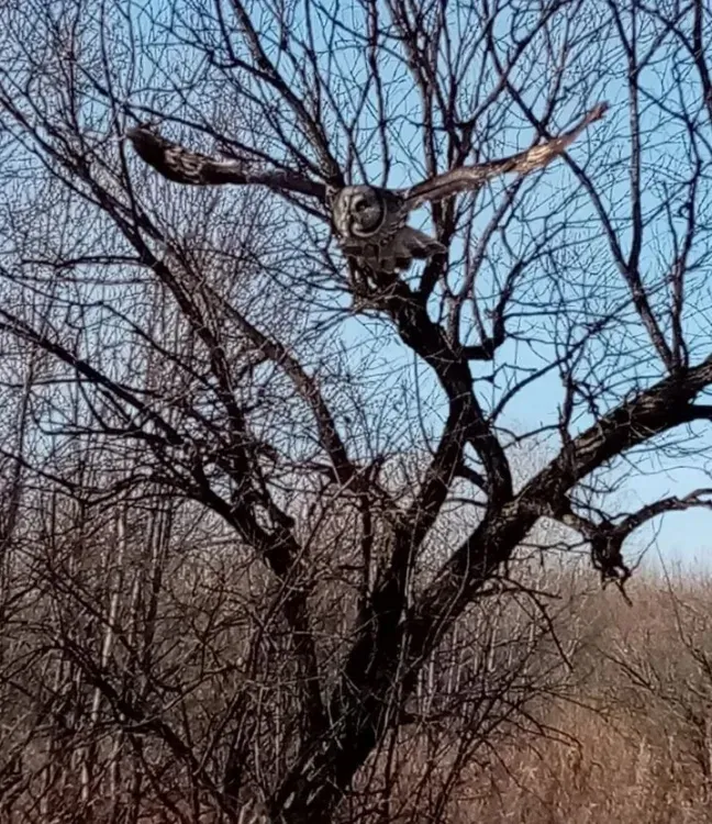 Активна в любое время: сову встретили днем в Амурской области