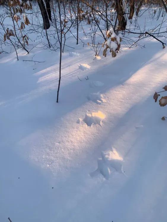 Беличий тайник нашли по следам на снегу в Приамурье