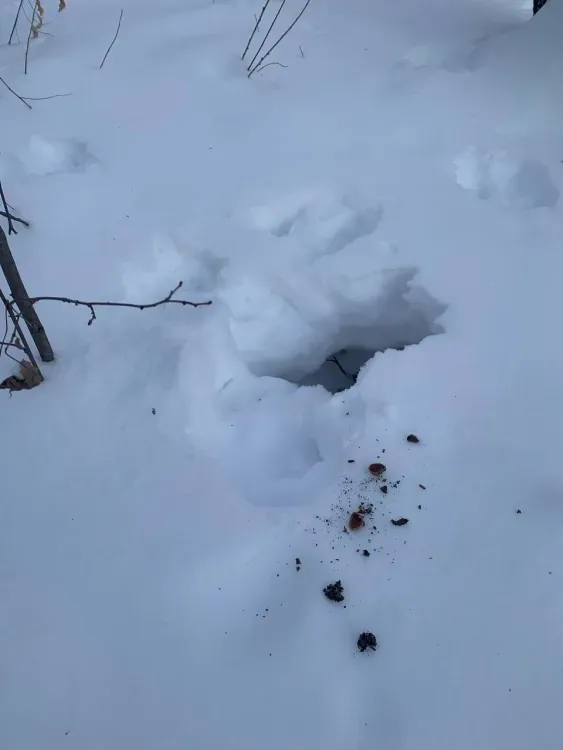 Беличий тайник нашли по следам на снегу в Приамурье