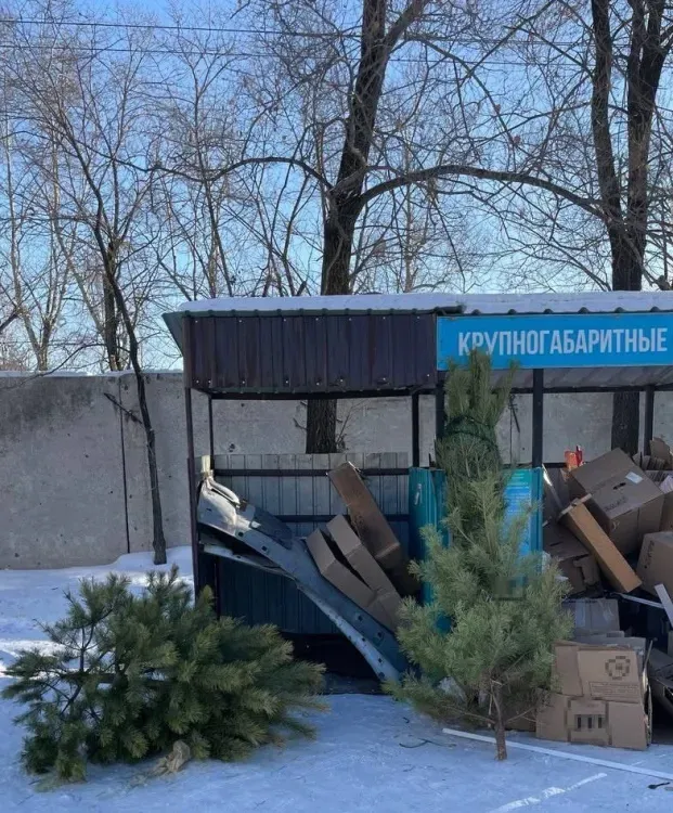 Вывоз новогодних елок начался в Амурской области